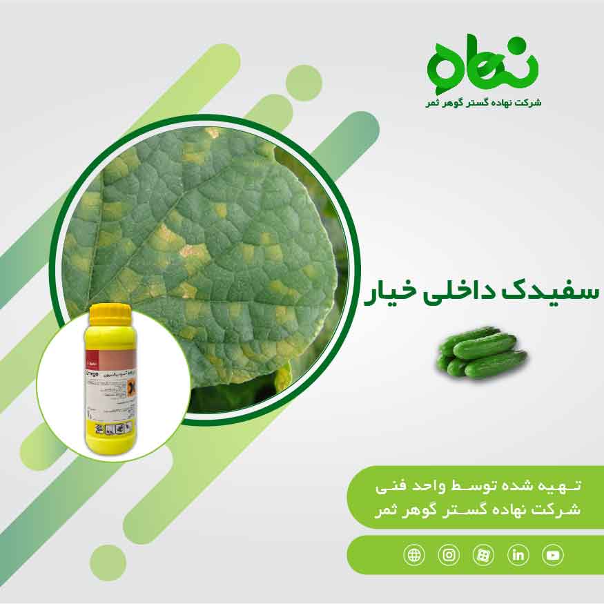 سفیدک داخلی خیار